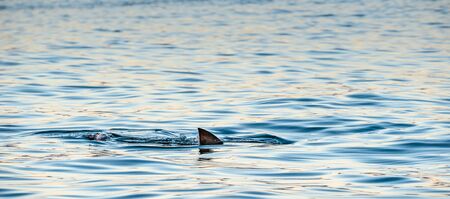 Shark fin on the surface of the ocean. Great White Shark swimming in the ocean. False Bay, South Africa, Atlantic Ocean.の写真素材