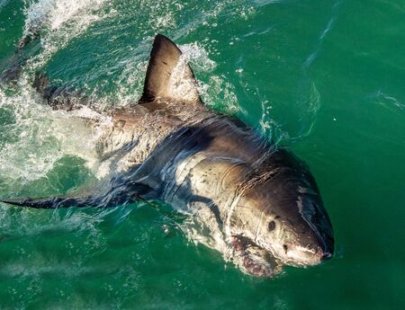 Great white shark with open mouth in ocean. Great White Shark in attack. Scientific name: Carcharodon carcharias. South Africa.の写真素材