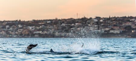 Shark hunting for seal. Great white shark, Scientific name: Carcharodon carcharias. Sunrise sky,...