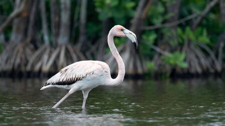 Juvenile American Flamingo or Caribbean flamingo, Scientific name: Phoenicopterus ruber ruber.  Cuba.の写真素材