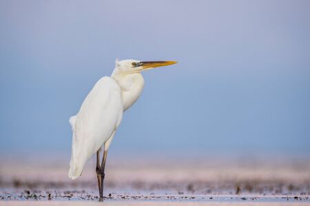 The great egret , also known as the common egret, large egret, or great white egret or great white heron. Scientific name: Ardea alba. Natural Habitat.  Cuba.の写真素材