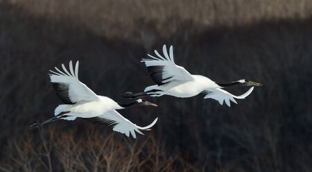 The red-crowned cranes in flight. Dark background of winter forest. Scientific name: Grus japonensis, also called the Japanese crane or Manchurian crane.の写真素材