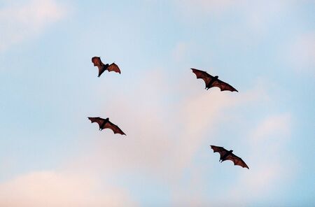 The small flying fox, island flying fox or variable flying fox (Pteropus hypomelanus), fruit bat . Fox bat flying in the sunset  sky. Bats Leave Kalong Island for mainland every night in migrationの写真素材