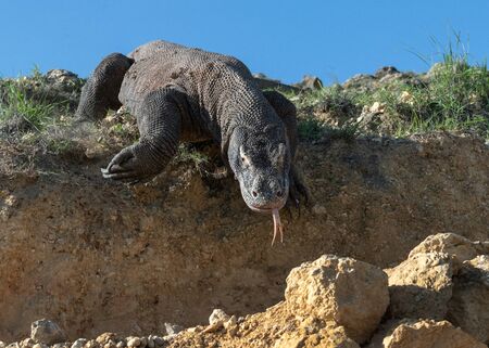 Komodo dragon  with the  forked tongue sniff air. Close up. The Komodo dragon, scientific name: Varanus komodoensis. Indonesia.の写真素材