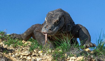 Komodo dragon  with the  forked tongue sniff air. Close up. The Komodo dragon, scientific name: Varanus komodoensis. Indonesia.の写真素材