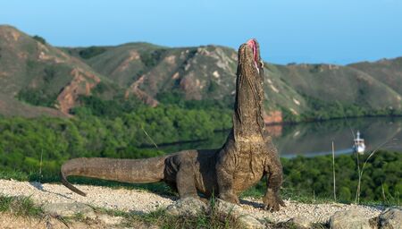 The Komodo dragon raised the head with open mouth. Komodo dragon,  scientific name: Varanus komodoensis. Biggest living lizard in the world. Scenic view on the background, Natural habitat.  Indonesia.の写真素材