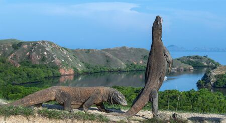 The Komodo dragon  stands on its hind legs. Scientific name: Varanus komodoensis. Biggest living lizard in the world. Rinca island. Indonesia.の写真素材