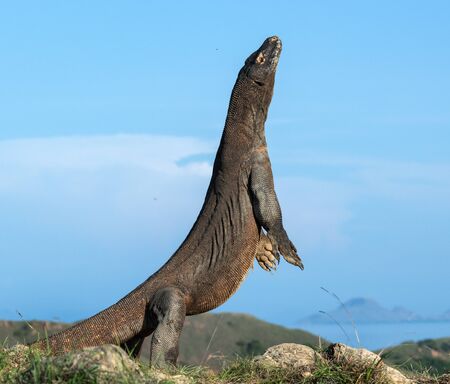 The Komodo dragon  stands on its hind legs. Scientific name: Varanus komodoensis. Biggest living lizard in the world. Rinca island. Indonesia.の写真素材