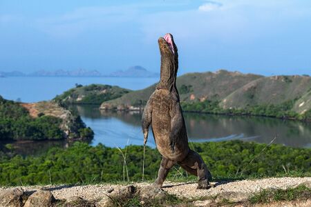 The Komodo dragon  stands on its hind legs. Scientific name: Varanus komodoensis. Biggest living lizard in the world. Rinca island. Indonesia.の写真素材