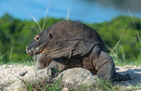 Komodo dragon.  Scientific name: Varanus Komodoensis. Indonesia. Rinca Island.