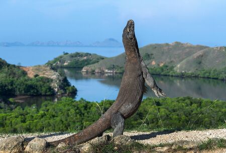 The Komodo dragon  stands on its hind legs. Scientific name: Varanus komodoensis. Biggest living lizard in the world. Rinca island. Indonesia.の写真素材