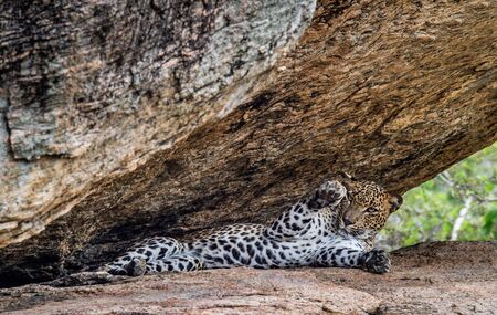 Leopard on a rock. The Female of Sri Lankan leopard (Panthera pardus kotiya). Sri Lanka. Yala National Park.の写真素材