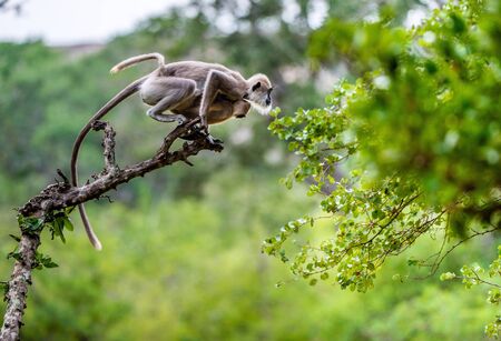 Langur with a cub jumping on a tree. Tufted gray langur (Semnopithecus priam), also known as Madras gray langur, and Coromandel sacred langur.の写真素材