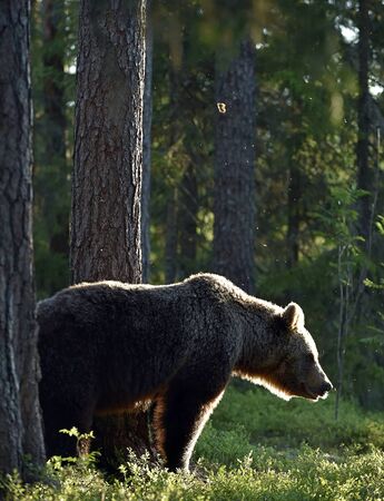 Backlit brown bear. Bear against a sun. Brown bear in back light. Lit by evening sun at summer forest.の写真素材
