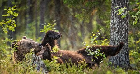 Wild Adult Brown Bear lying on his back with his paws raised in the green grass in the summer forest. Green pine forest natural background, evening twilight. Scientific name: Ursus arctos.の写真素材