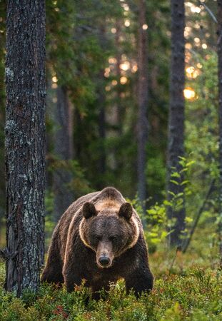 Big brown bear with backlit. Sunset forest in background. Adult Male of Brown bear in the summer...