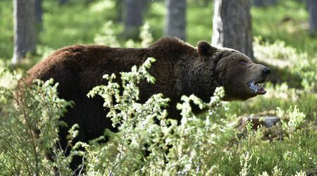 Brown bear with open mouth. Close up. Scientific name: Ursus arctos. Natural habitat.の写真素材