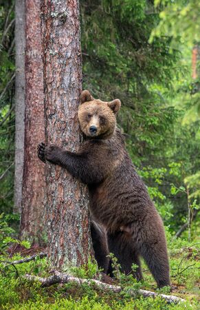 Female of Brown bear stands on its hind legs by a tree in a summer forest. Scientific name: Ursus Arctos ( Brown Bear). Green natural background. Natural habitat.の写真素材