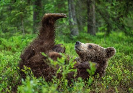 The bear cub lying on his back in the green grass. Close up portrait of Brown bear in the summer forest. Green forest natural background. Scientific name: Ursus arctosの写真素材
