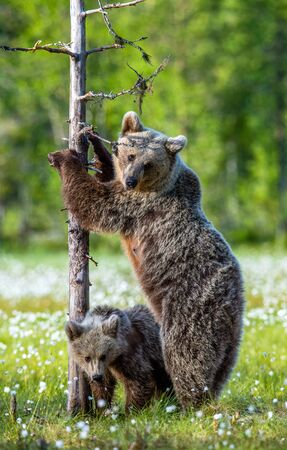 Bear cubs and mother she-bear on the swamp in the summer forest, among white flowers. She-bear stands on its hind legs.  Bear family of Brown Bears. Scientific name: Ursus arctos.の写真素材