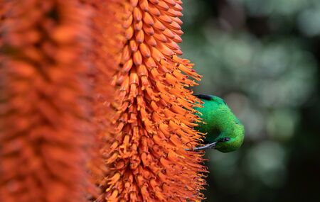 A breeding-plumage male of Malachite Sunbird  feeding on an Aloe Flower. Scientific name: Nectarinia famosa. South Africa.の写真素材