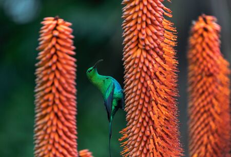 A breeding-plumage male of Malachite Sunbird  feeding on an Aloe Flower. Scientific name: Nectarinia famosa. South Africa.の写真素材