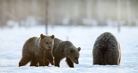 She-Bear and bear cubs in winter forest. Winter forest at morning mist sunrise. Natural habitat. Brown bear, Scientific name: Ursus Arctos Arctos.の写真素材