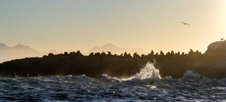 Seascape of storm morning. The colony of seals on the rocky island in the ocean. Waves breaking in spray on a stone island.  Mossel bay. South Africaの写真素材