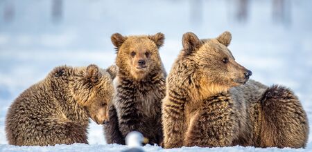 She-Bear and bear cubs on the snow. Brown bears  in the winter forest. Natural habitat. Scientific...