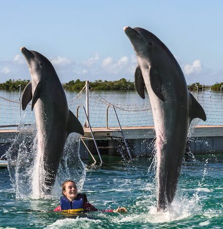 Jumping dolphins. Woman  swimming with dolphins in blue water.の写真素材