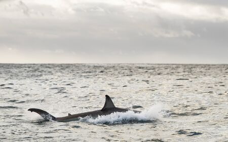 Shark hunts near the surface of the water. Great White Shark.  Scientific name: Carcharodon...