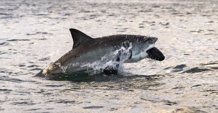 Breaching Great White Shark.  Shark attacks the bait. Scientific name: Carcharodon carcharias. South Africa.の写真素材