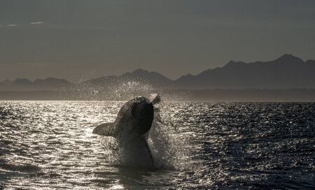 Breaching Great White Shark. Front View.  Scientific name: Carcharodon carcharias. South Africa.の写真素材