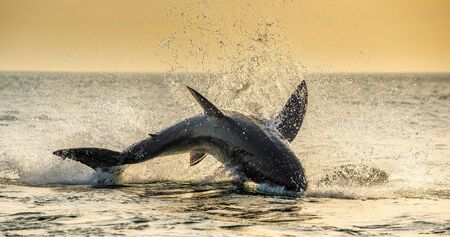 Jumping Great White Shark.   Scientific name: Carcharodon carcharias. South Africa