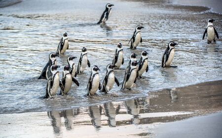 African penguins walk out of the ocean to the sandy beach. African penguin also known as the jackass penguin, black-footed penguin. Scientific name: Spheniscus demersus.  South Africaの写真素材
