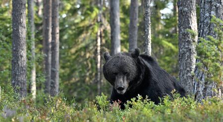 Brown bear in the summer forest. Front view. Green forest natural background. Scientific name: Ursus...