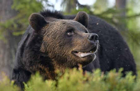 Close up portrait of Brown bear with open mouth in the summer forest. Front view. Green forest...