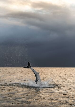 Breaching Great White Shark  in attack. Scientific name: Carcharodon carcharias. South Africa.の写真素材