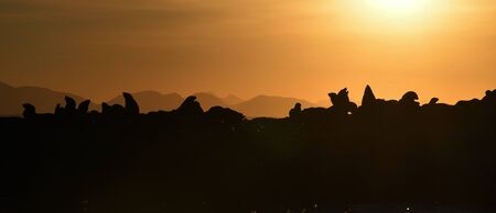 Colony of seals ( Cape Fur Seals ) on the rocky island in the ocean. Sunrise sky, early morning. Mossel bay. South Africaの写真素材