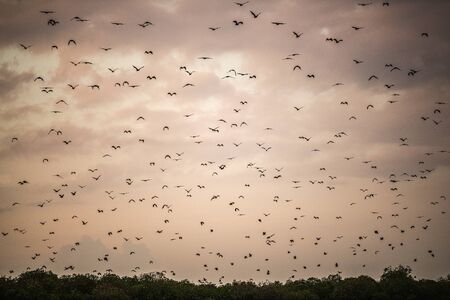 A flock of fruit bats in the sunset sky. The small flying fox, island flying fox or variable flying...