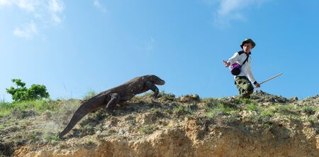 Rinca Island, Indonesia - January 10, 2019: Komodo dragons and Ranger of Komodo National Park. The Komodo dragon, scientific name: Varanus komodoensis. Natural habitat. Indonesia. Rinca Island.のeditorial素材