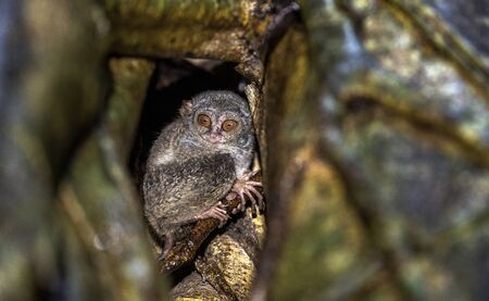 The spectral tarsier on the tree. Scientific name: Tarsius spectrum, also called Tarsius tarsier. Natural habitat. Sulawesi Island. indonesiaの写真素材