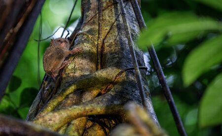 The spectral tarsier on the tree. Scientific name: Tarsius spectrum, also called Tarsius tarsier. Natural habitat. Sulawesi Island. indonesiaの写真素材