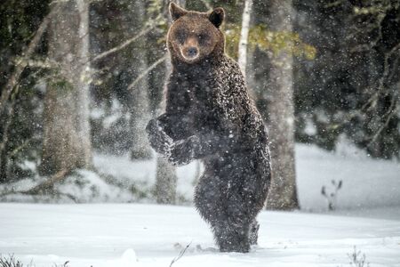 Brown bear standing on his hind legs on the snow in the winter forest. Snowfall, snow blizzard. Scientific name:  Ursus arctos. Natural habitat. Winter season.の写真素材