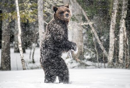 Brown bear standing on his hind legs on the snow in the winter forest. Snowfall, snow blizzard. Scientific name:  Ursus arctos. Natural habitat. Winter season.の写真素材