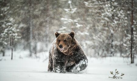 Adult Male of Brown  Bear walks through the winter forest in the snow. Front view. Snowfall, blizzard. Scientific name:  Ursus arctos. Natural habitat. Winter season.の写真素材