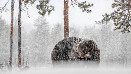 Adult Male of Brown bear in the snow. Snow Blizzard in the winter forest. Snowfall. Brown bear,...