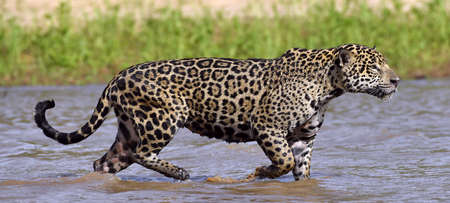 Jaguar walks on water.の写真素材