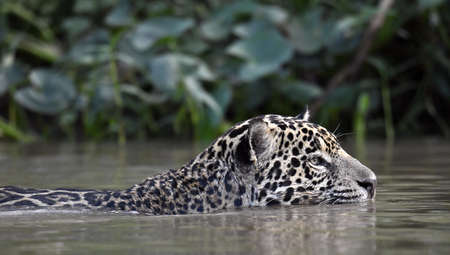 Swimming Jaguar in the river. Close up, Side view. Panthera onca. Natural habitat. Cuiaba river, Brazilの写真素材
