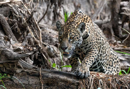 Crouching Jaguar. Jaguar walking in the forest. Front view. Panthera onca. Natural habitat. Cuiaba river, Brazilの写真素材